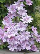 org:/gardening tips/Snoeiadvies/Overzichtspagina/Clematis.jpg